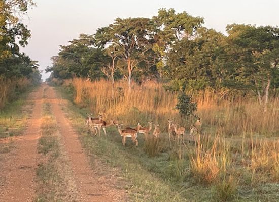 zambia/lusaka-national-park/landmark/mwamfushi-safari-lodge-booking-office