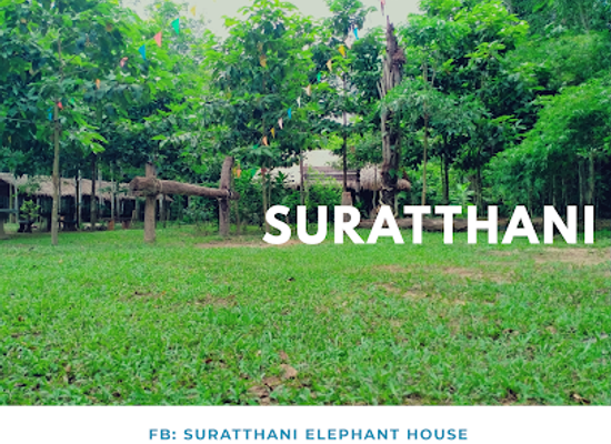 thailand/andaman-coast/landmark/suratthani-elephant-house