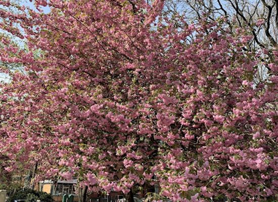 new-jersey/jersey-city/landmark/hamilton-park-conservancy