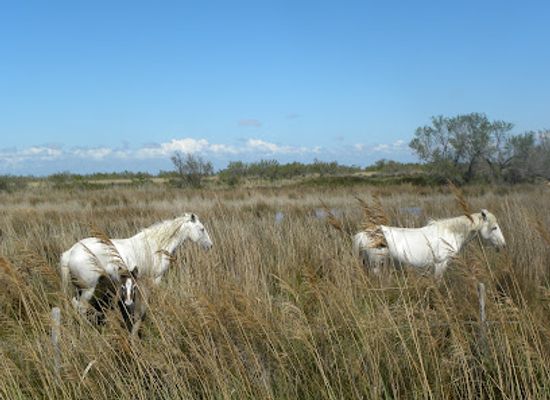 france/camargue/landmark/domaine-du-mas-de-la-cure