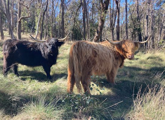australia/new-england/landmark/new-england-highland-cattle-co