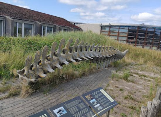 netherlands/texel-island/landmark/ecomare