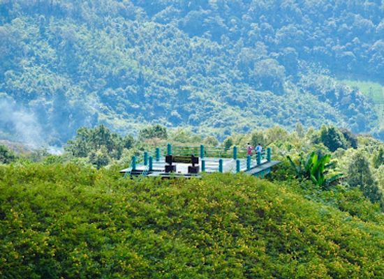 thailand/mae-hong-son/landmark/thung-bua-tong-fields-at-doi-mae-u-kho
