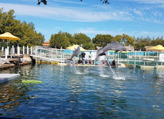 florida/key-largo/landmark/island-dolphin-care