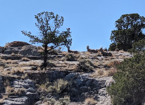 wyoming/bighorn-basin/landmark/national-bighorn-sheep-center