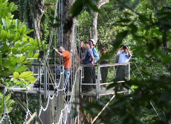 guyana/potaro-siparuni/landmark/iwokrama-canopy-walkway