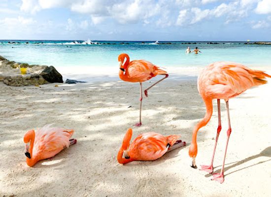 aruba/eagle-beach/landmark/renaissance-island-beach