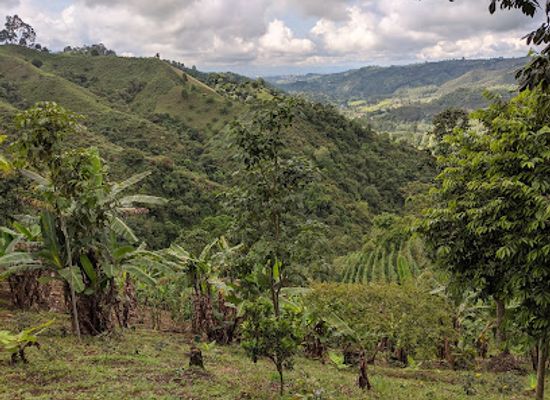 colombia/coffee-axis/landmark/don-eduardo