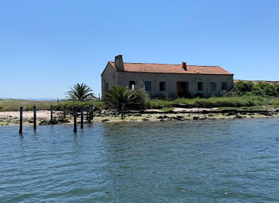 portugal/aveiro/landmark/sterna-aveiro-ria-tours-birdwatching