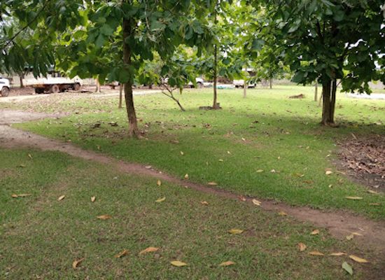 cote-d-ivoire/tai-national-park/landmark/branch-tai-national-park
