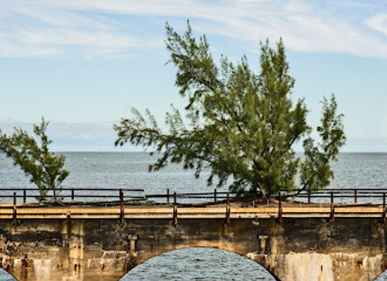 florida/florida-keys/landmark/fred-the-tree