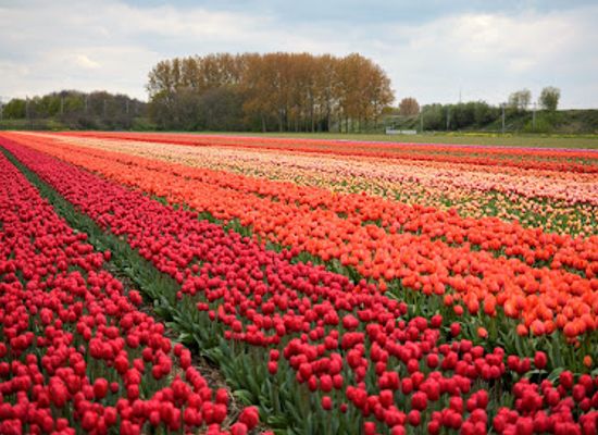 netherlands/bollenstreek/landmark/fam-flower-farm