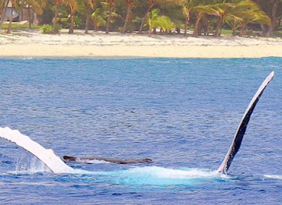 cook-islands/avatiu/landmark/wahoo-fishing-charters