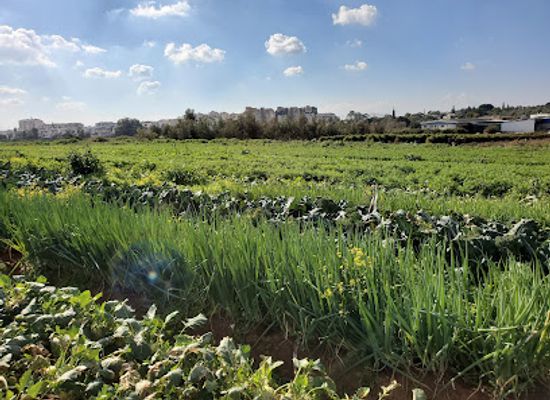 israel/kfar-saba/landmark/m-shoch-bagezer