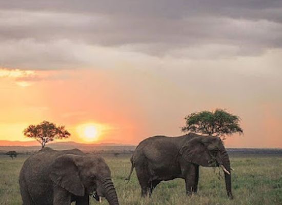 tanzania/mikumi-national-park/landmark/climatical-safari-adventure