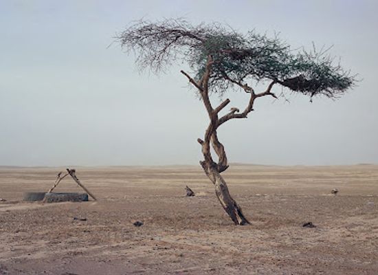 niger/tenere-desert/landmark/tree-of-tenere