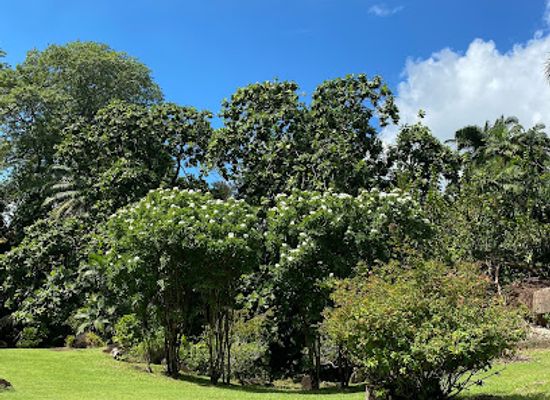 seychelles/victoria/landmark/giant-tortoise-enclosure