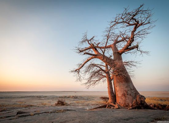 botswana/makgadikgadi-pans/landmark/kubu-island