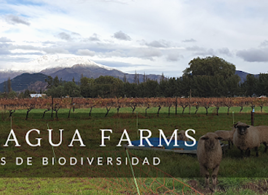 chile/aconcagua-valley/landmark/aconcagua-farms