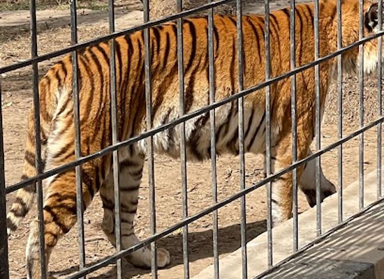 iraq/baghdad-belts/landmark/zoo-zawraa-park