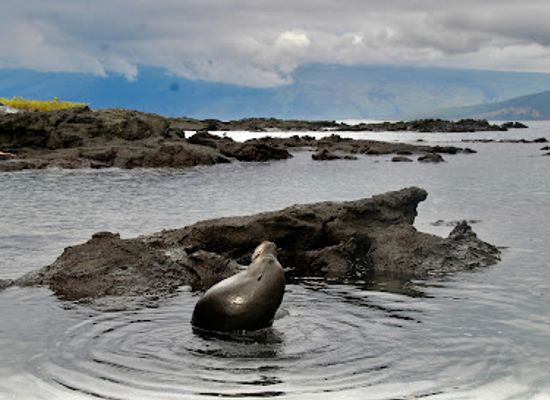 ecuador/galapagos-islands/landmark/santiago-island