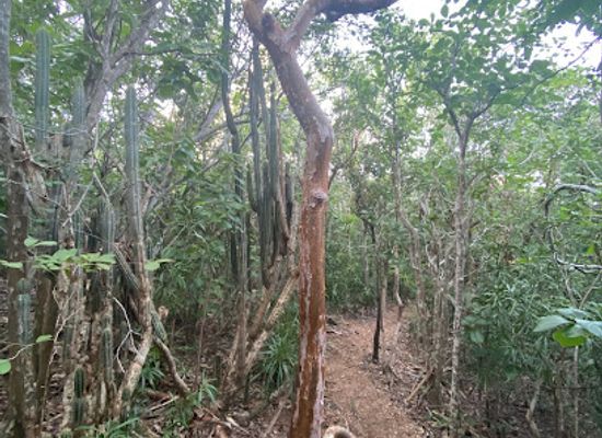 antigua-and-barbuda/saint-philip/landmark/jones-valley-trail