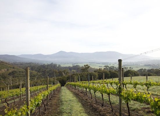 australia/yarra-valley/landmark/levantine-hill-estate
