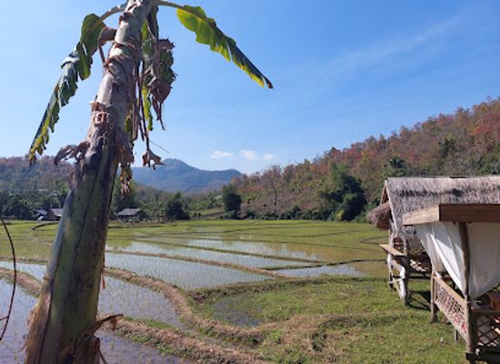 laos/southern-laos/landmark/rice-farm-cafe