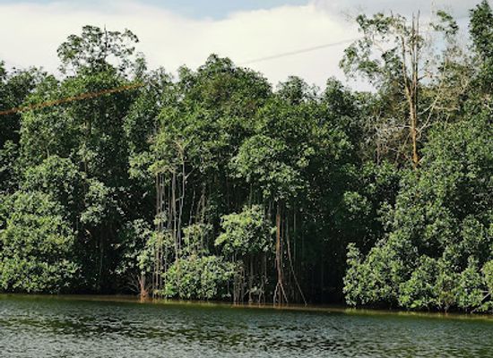 gabon/chaillu-massif/landmark/akanda-national-park