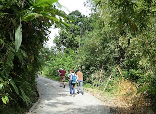 dominica/middleham-falls/landmark/middleham-falls-trailhead