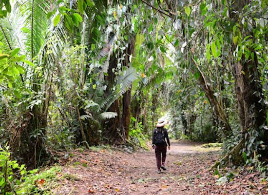 belize/cockscomb-basin-wildlife-sanctuary/landmark/cockscomb-basin-nature-reserve