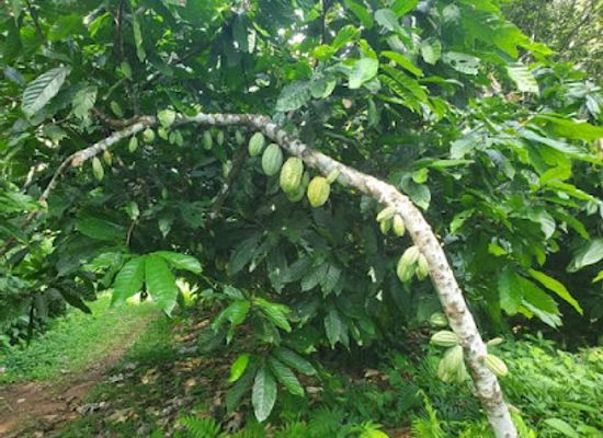 belize/toledo-district/landmark/cacao-pulse