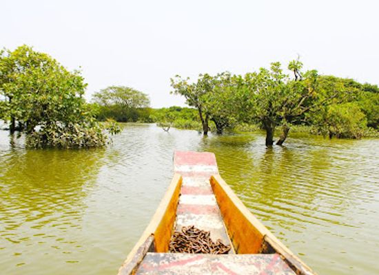 bangladesh/sylhet/landmark/ratargul-swamp-forest
