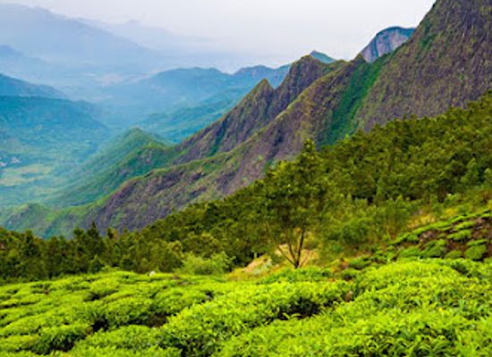 india/munnar/landmark/kolukkumalai-tea-estate