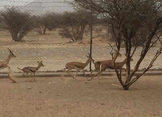 oman/wadi-bani-khalid/landmark/al-saleel-national-park