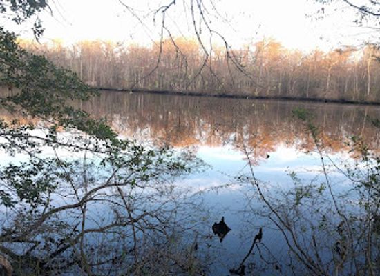 maryland/eastern-shore/landmark/pocomoke-state-forest