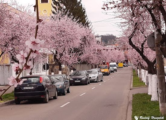 romania/hunedoara/landmark/piersicii-ornamentali