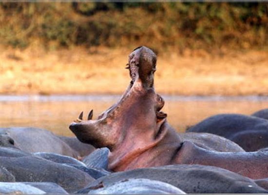 central-african-republic/kemo/landmark/manovo-gounda-saint-floris-national-park