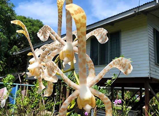 papua-new-guinea/madang-region/landmark/krangket-island-lodge