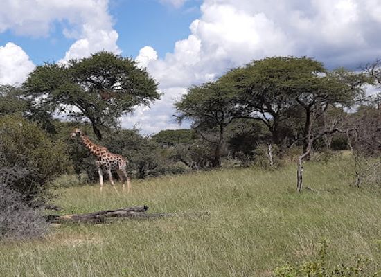 zimbabwe/hwange-national-park/landmark/davison-s-camp