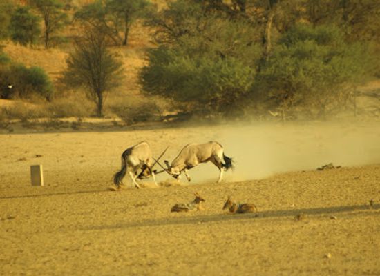 south-africa/kgalagadi-transfrontier-park/landmark/kij-kij