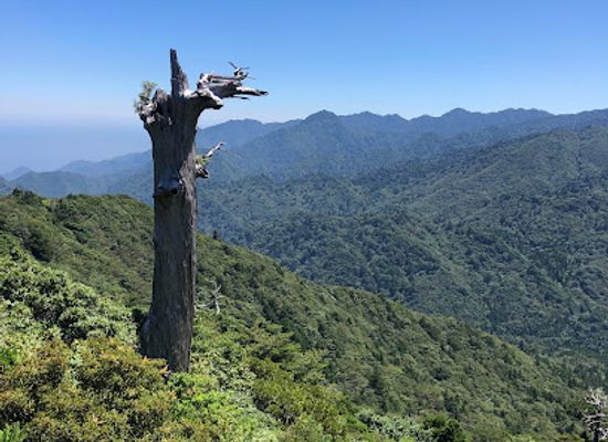 japan/yakushima/landmark/drum-rock-taiko-iwa