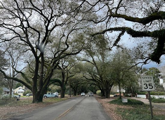 south-carolina/aiken/landmark/old-oak-trees