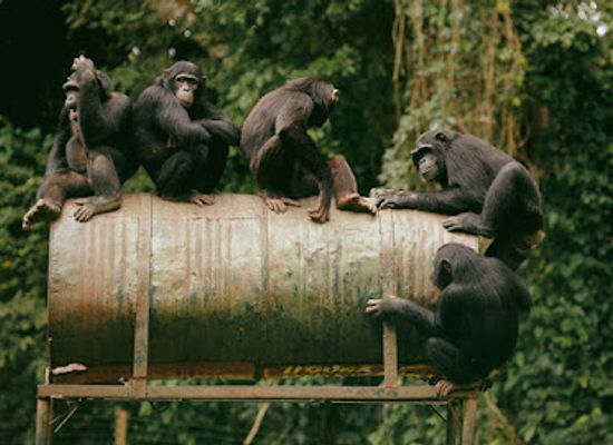 cameroon/adamawa/landmark/parc-de-la-mefou-ape-action-africa