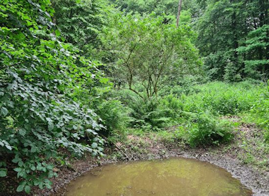 netherlands/veluwe-national-park/landmark/ede-forest