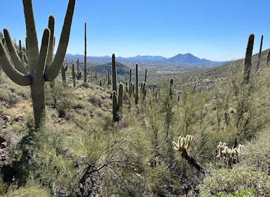 arizona/sonoran-desert/landmark/spur-cross-ranch-conservation