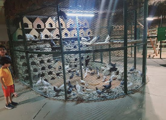 saudi-arabia/tabuk/landmark/tabuk-zoo-for-kids