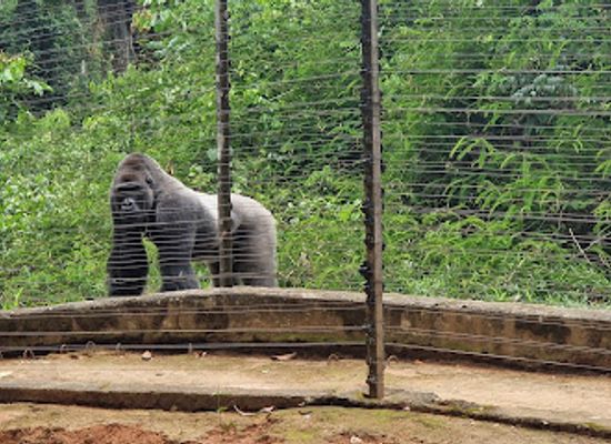 cameroon/dja-faunal-reserve/landmark/parc-de-la-mefou-ape-action-africa