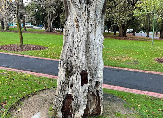 australia/melbourne/landmark/scar-tree