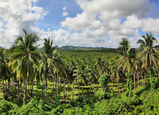 philippines/caraga/landmark/coconut-trees-view-deck